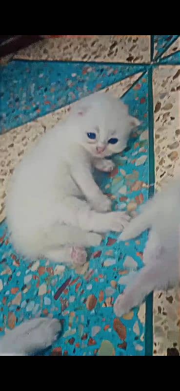 Persian triple coated punch & semi punch face kittens for sale 1