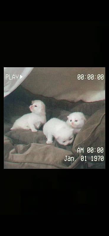 Persian triple coated punch & semi punch face kittens for sale 2