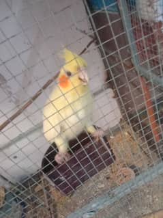 cockatiel