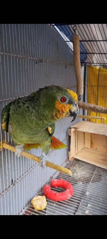 Amozon parrot for sell 0