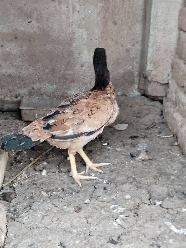 Aseel hens for sale contact number 03495046627 0