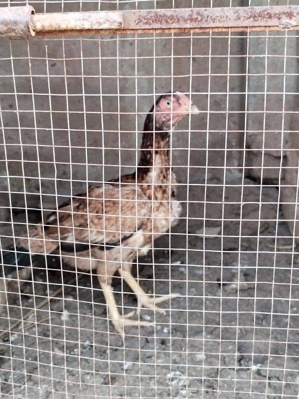 Aseel hens for sale contact number 03495046627 1