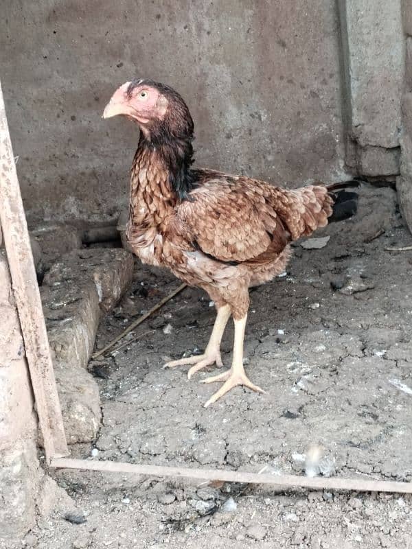 Aseel hens for sale contact number 03495046627 2