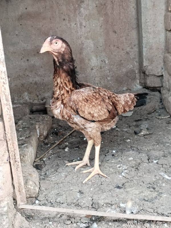 Aseel hens for sale contact number 03495046627 3