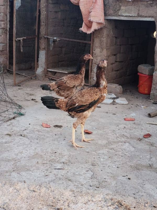 Aseel hens for sale contact number 03495046627 4