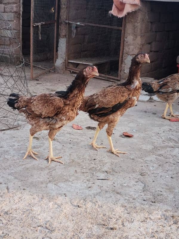 Aseel hens for sale contact number 03495046627 5