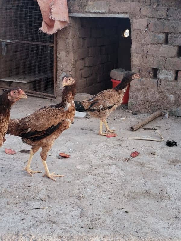 Aseel hens for sale contact number 03495046627 6