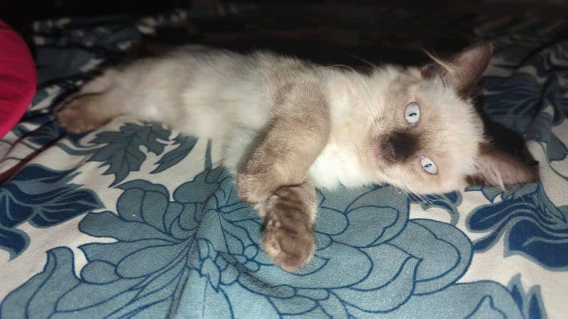 Siamese cat (pure Canadian breed) 6