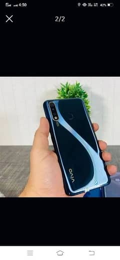 vivo