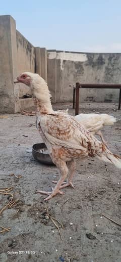 Aseel Breeding hen