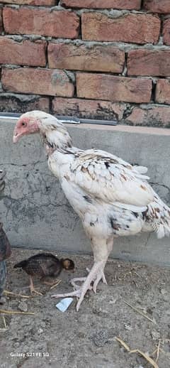 Aseel Breeding hen