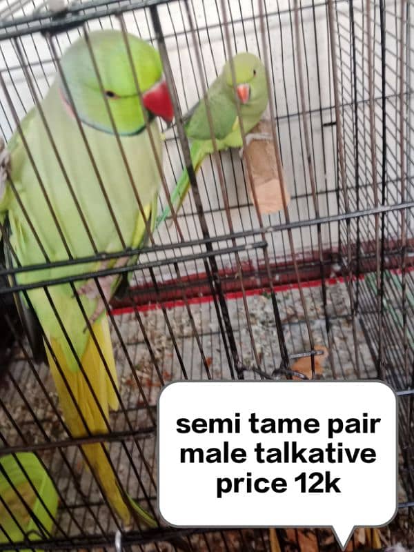 cage or parrot 0