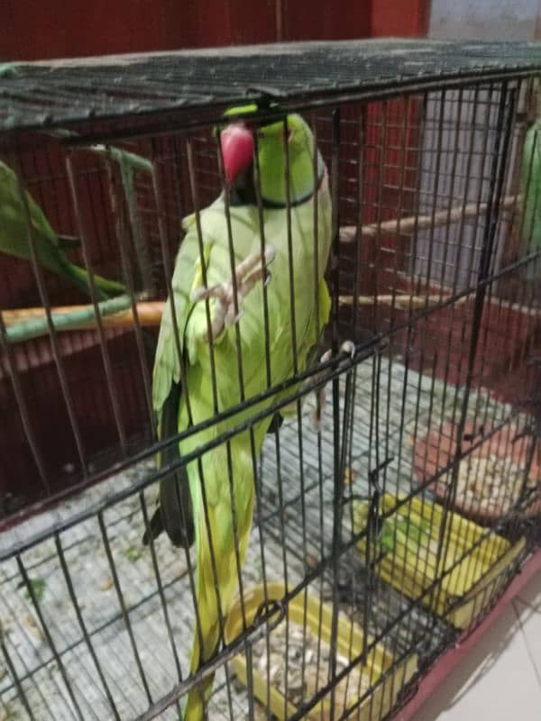 cage or parrot 1