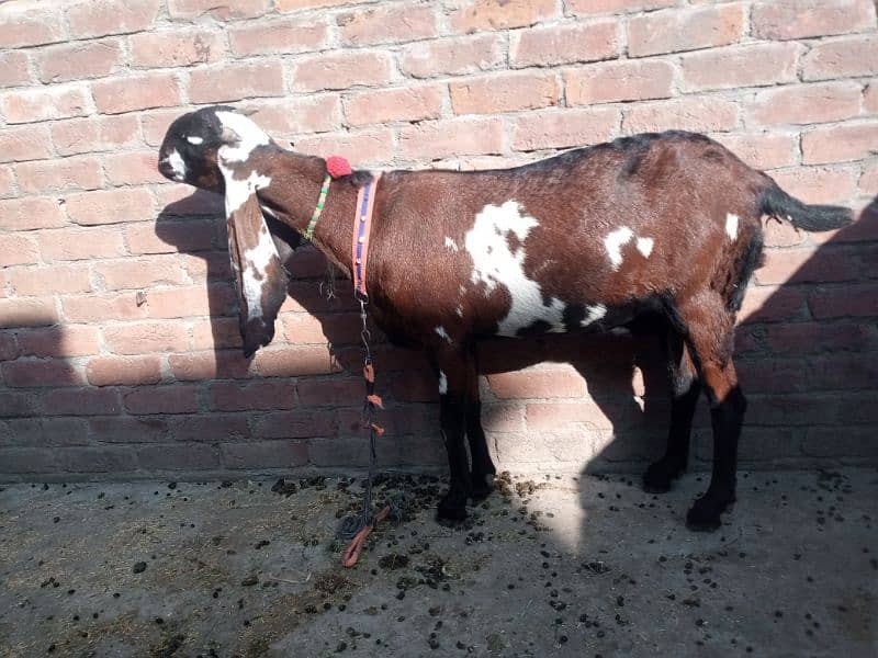 nagri bakri  03234438191 6