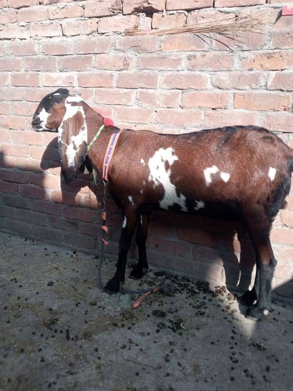 nagri bakri  03234438191 7