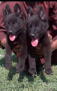 black German Shepherd puppies available