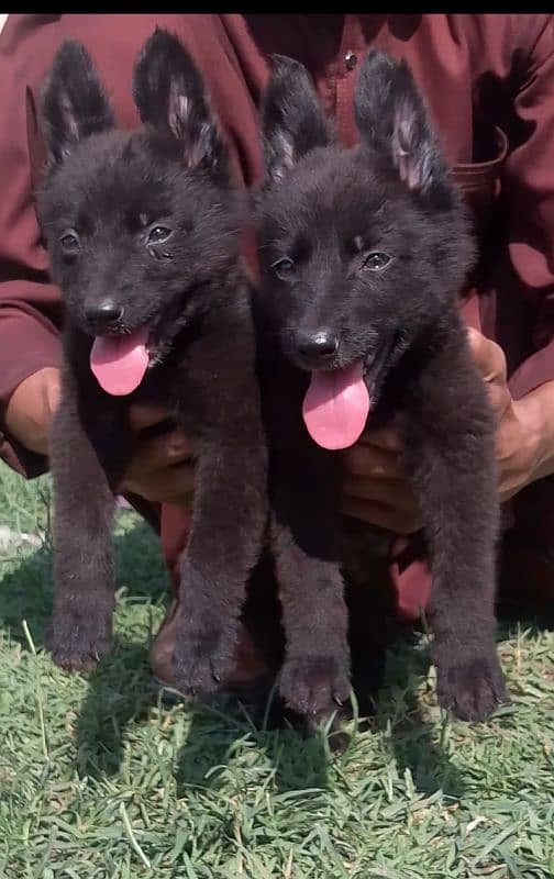 black German Shepherd puppies available 0