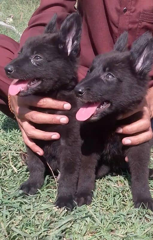 black German Shepherd puppies available 1