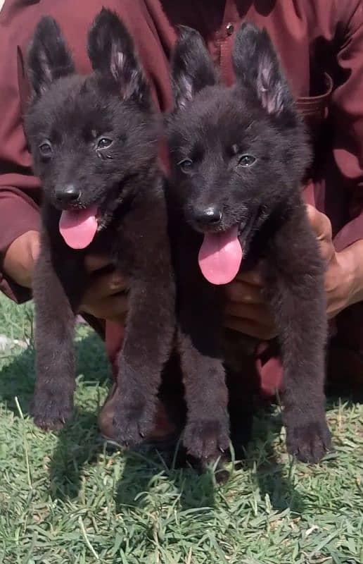 black German Shepherd puppies available 2