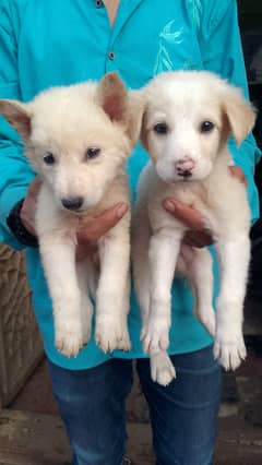 Russian puppies | Russian dog | long coat Russian puppy | age 45 days