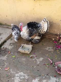 turker birds pair for sale hai madi eggs daal ri hai