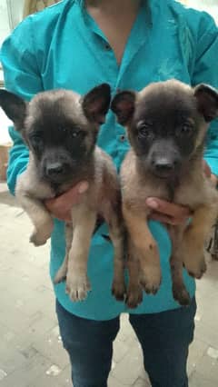 bagyari dogs | bagyari puppies | security dogs | bagyari puppy