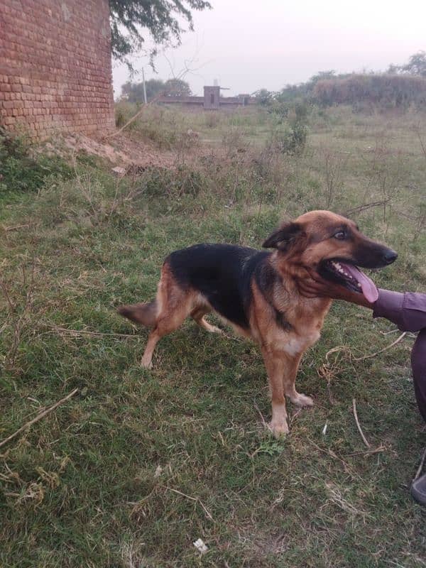 German shepherd female 1