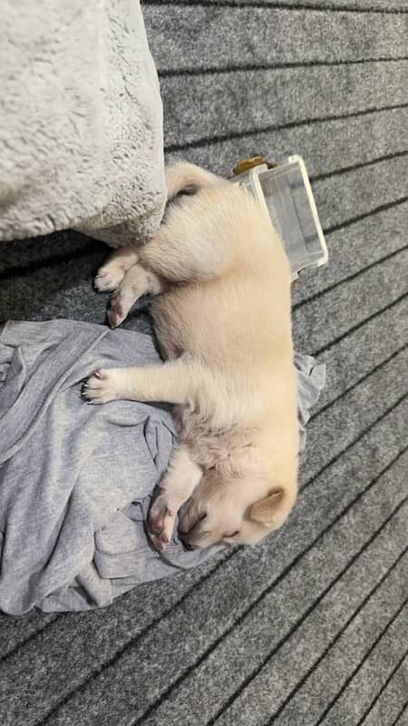 Golden Retriever Puppy 2 Month 0