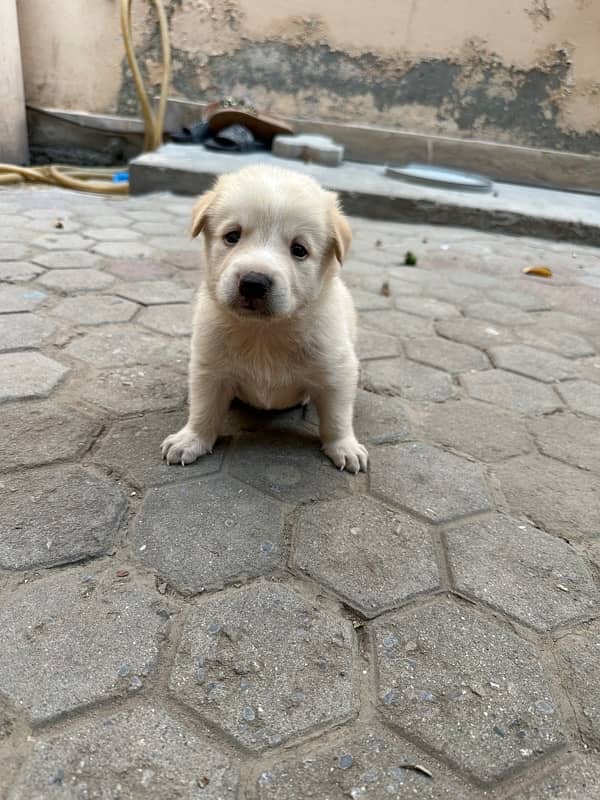 Golden Retriever Puppy 2 Month 2