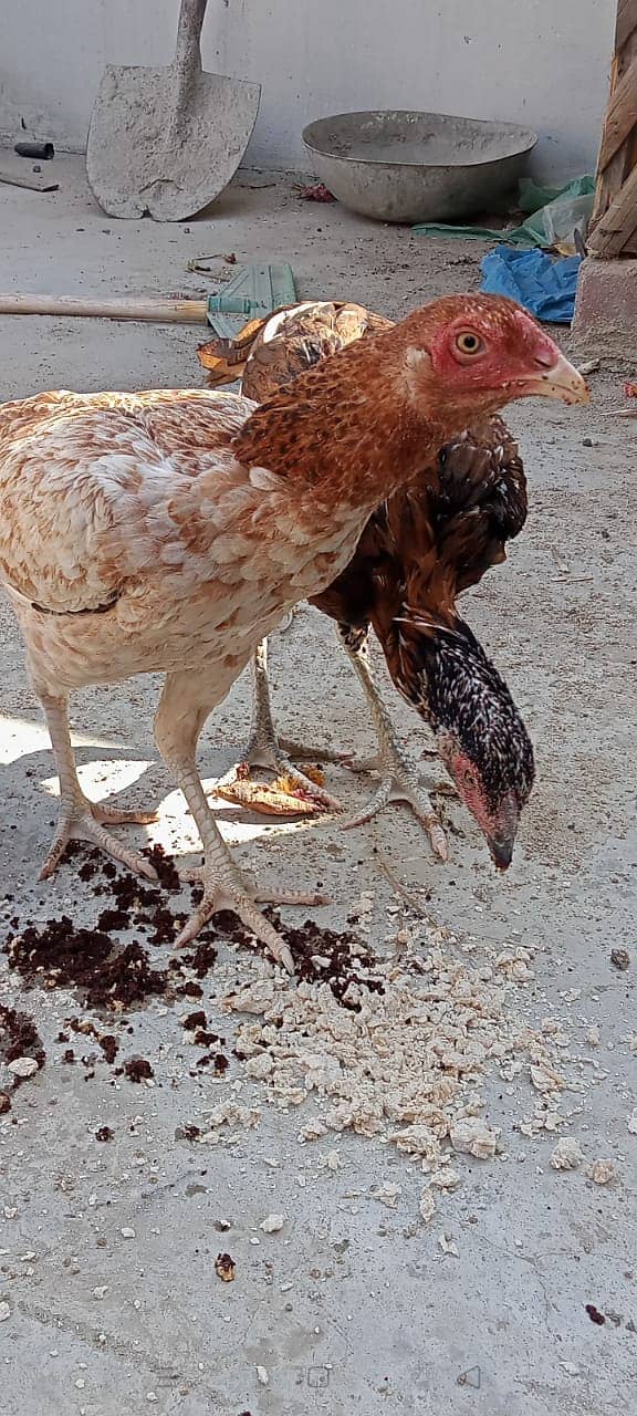 3 aseel hens 0