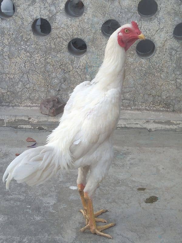 Pure White King O Shamo Patha High Quality Long Height 2