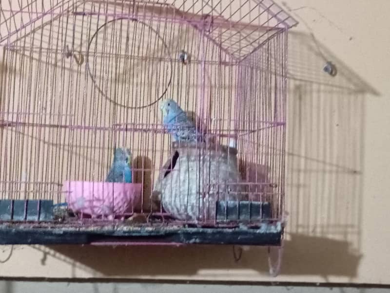 Australian Parrots for sale - 8 pairs 0