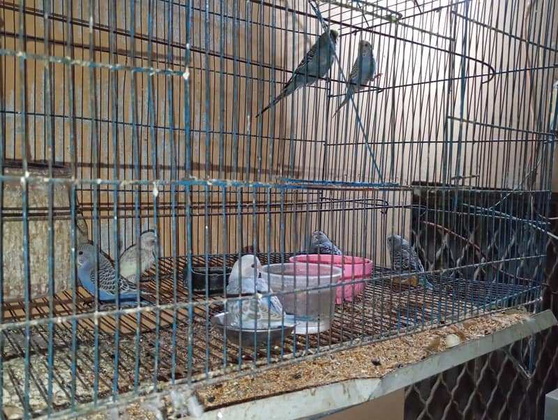 Australian Parrots for sale - 8 pairs 1