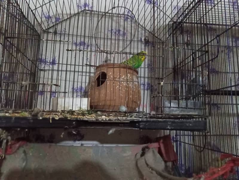 Australian Parrots for sale - 8 pairs 4