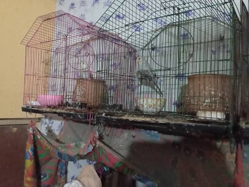 Australian Parrots for sale - 8 pairs 5