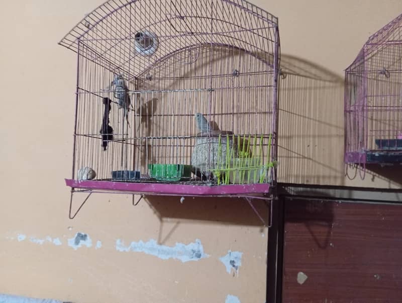 Australian Parrots for sale - 8 pairs 6