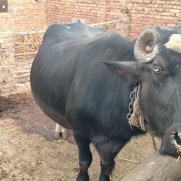 Masha Allah v nice buffalo 1