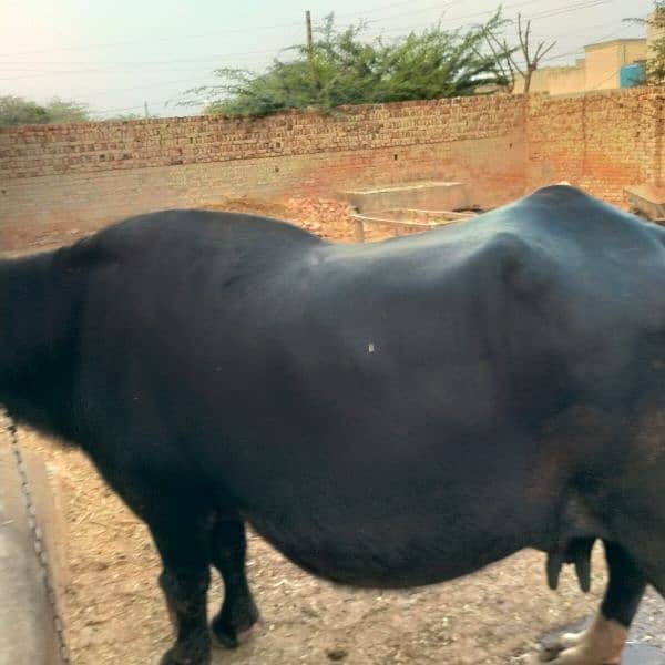 Masha Allah v nice buffalo 4