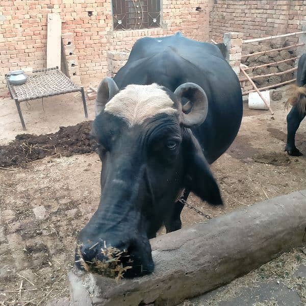 Masha Allah v nice buffalo 6