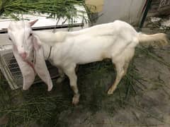 bakra