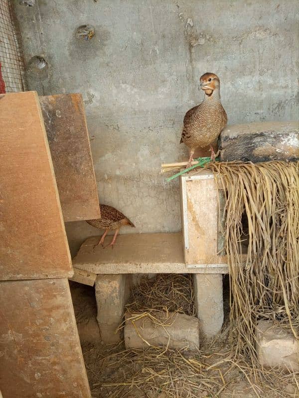 Sindhi Dakhnay Titer Chicks Avaliàble 0