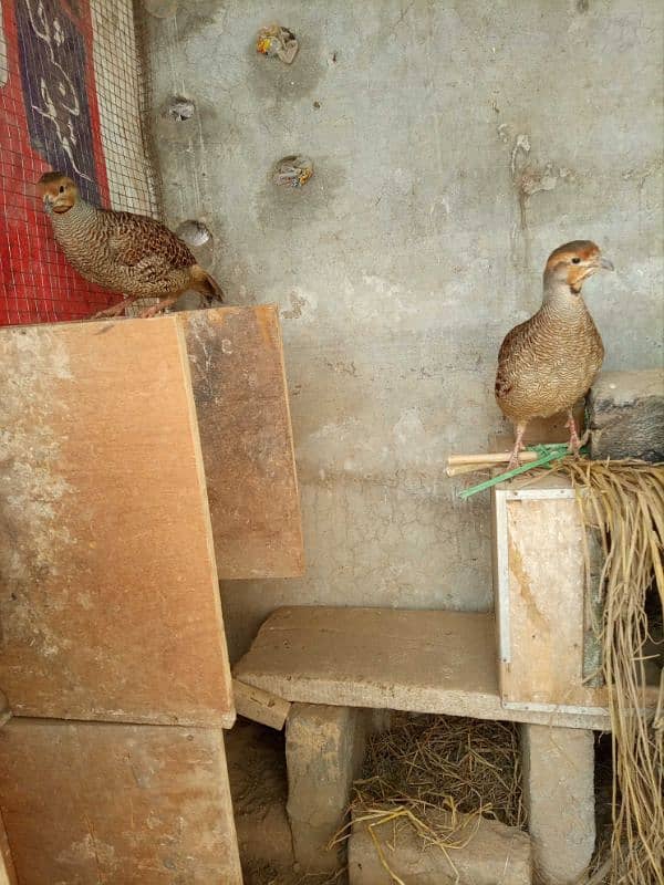 Sindhi Dakhnay Titer Chicks Avaliàble 1