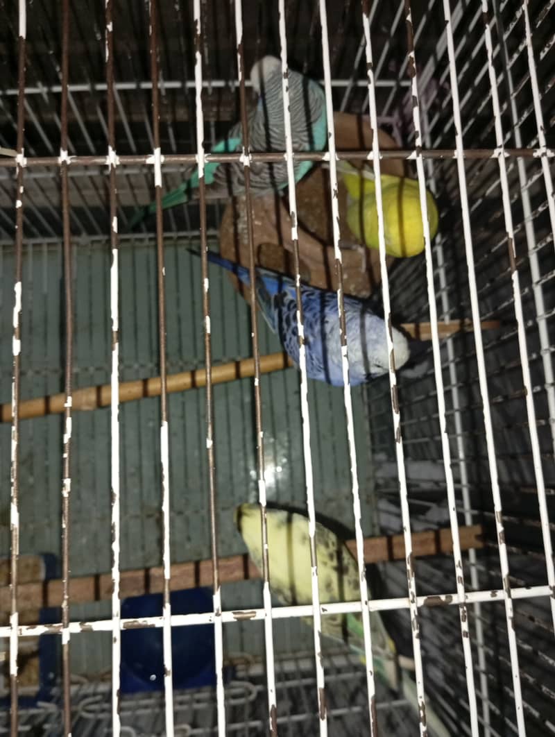 African parrots 2 pairs with large cage 3