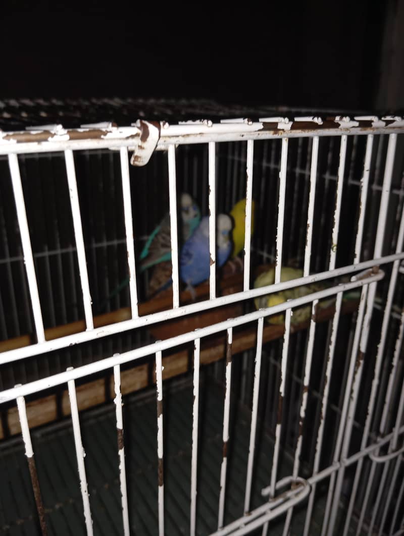 African parrots 2 pairs with large cage 5