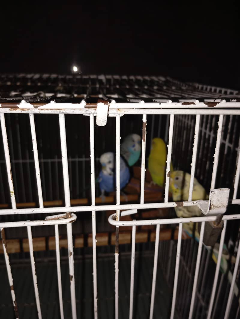 African parrots 2 pairs with large cage 6