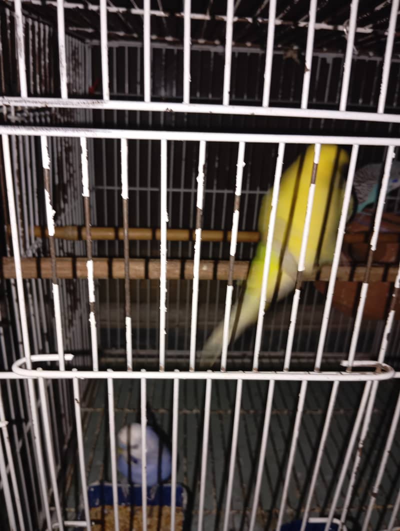 African parrots 2 pairs with large cage 8