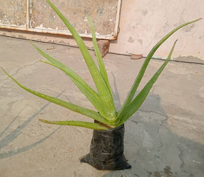 Alovera Plants Biggest Sale in Faisalabad 1