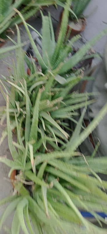 Alovera Plants Biggest Sale in Faisalabad 6