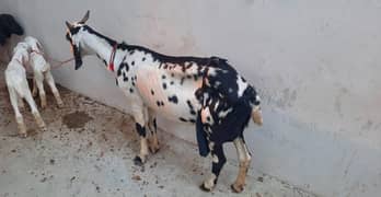 Bakri