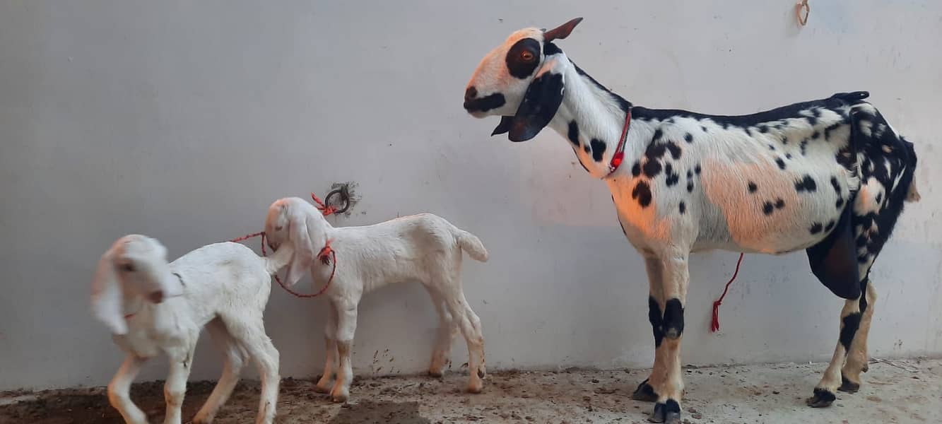 Bakri do bacho ka sath 2